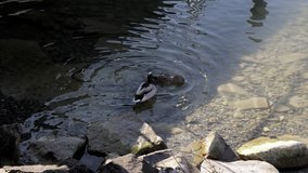 duck couple swims in the water, the male bathes with funny movements and splashes water around, this imposes the female, during the day without people