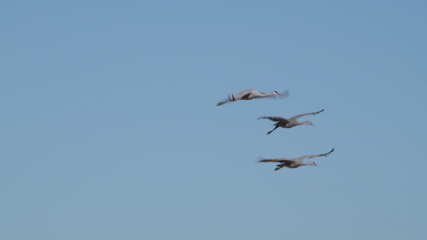 Three sandhill cranes gliding down on cupped wings to land with the flock.