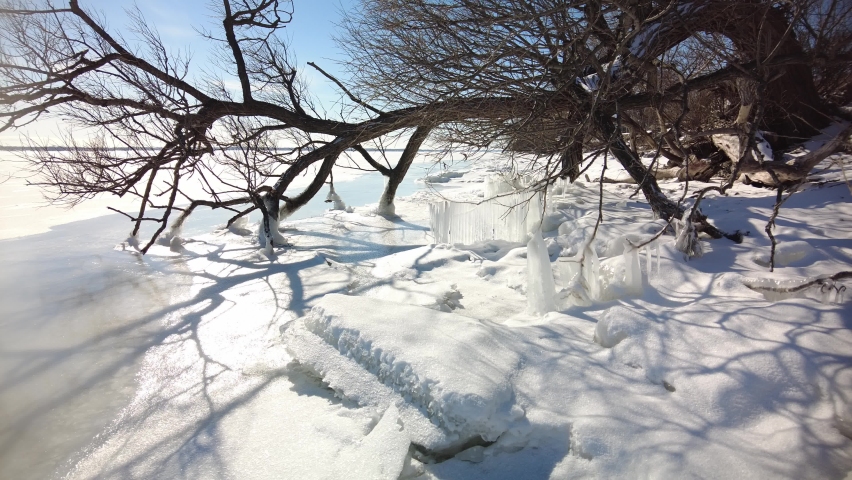Beautiful, sunny day along the frozen shore of Lake Ontario. Icicles hang from a fallen tree.