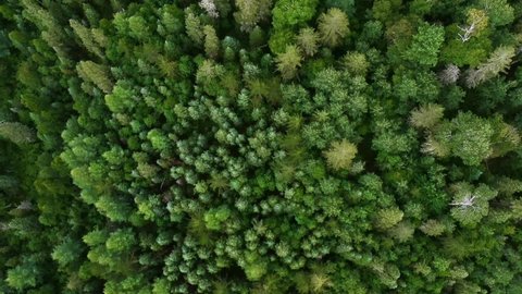 Top down(birds eye view) drone shot of a green pine forest in the countryside of Canada. 