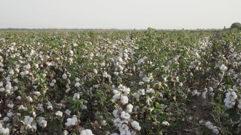 cotton field with organic cotton