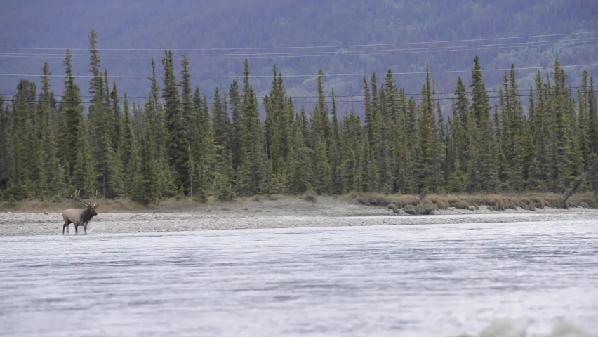 Elk in the Canadian wilderness