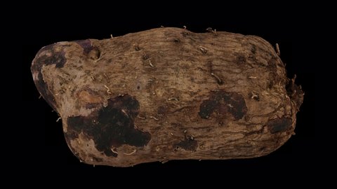 Realistic render of a rotating Purple Yam (Ube) on transparent background (with alpha channel). The video is seamlessly looping, and the 3D object is scanned from a real tuber.
