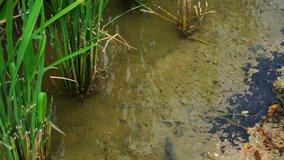 Tiny  tadpoles swimming in the water pool of paddy field.