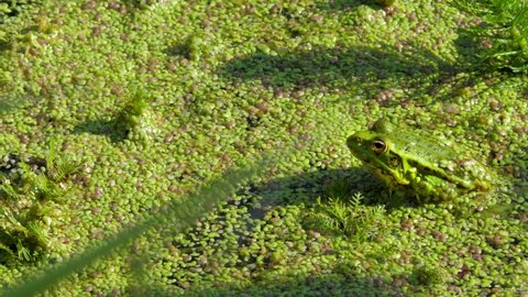 Green toad frog sits on organic texture of lemna minor or duckweed. Grassy aquatic plant. Water cabbage, water lettuce or shellflower. Green natural background
