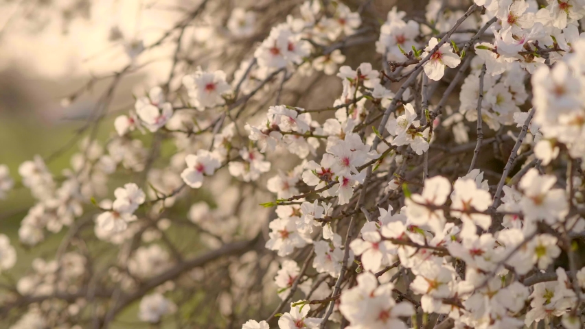 Close-up almond blossom swaying in the wind at sunset in Madrid. Video with selective focus. | Shutterstock HD Video #1067904416