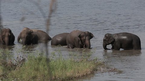 Asian elephant family taking a bath on the river in Thai Elephant Conservation Center, Lampang Thailand.