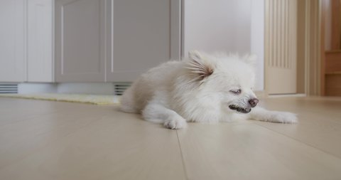 Pomeranians Stock Video Footage 4k And Hd Video Clips Shutterstock Pomeranians Stock Video Footage 4k And Hd Video Clips Shutterstock