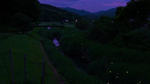 High-sensitivity video recording of many fireflies dancing wildly.