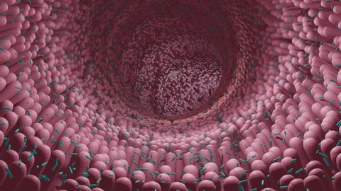 human microbiome, intestinal probiotic bacteria helping the growth of healthy gut flora, 3d animation
