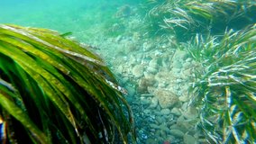 Video of the seabed of Cabo de Gata
