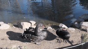 very black and huge duck near the pond and river. Black duck has red beak and its shaking tail. Slow motion video.