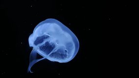 Close up of Jelly blubber jellyfish (Blue blubber jellyfish or Catostylus mosaicus) slow moving underwater on black background