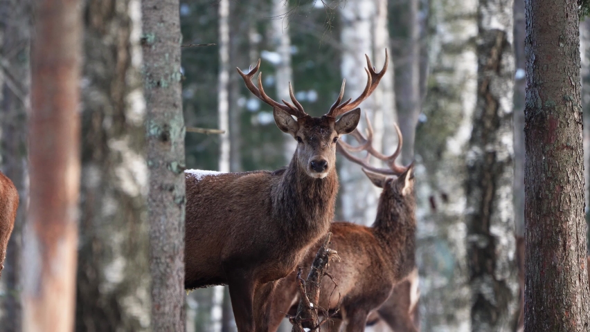 Red deer in winter forest. wildlife, Protection of Nature. Raising deer in their natural environment Royalty-Free Stock Footage #1067913044