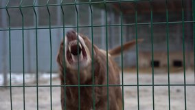 Shelter for stray dogs. Homeless dogs in enclosures. The dog barks behind bars. Dog barking behind the fence. - Powered by Shutterstock - Get 15% off with code: PIKWIZARD15