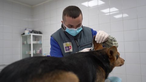 Europe, Borodyanka, Kiev region, Ukraine - February 2021: Veterenar examines the dog. Veterinary clinic at the animal shelter. Clinic in a shelter for stray dogs.