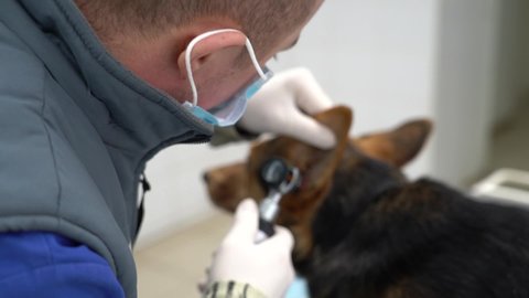 Europe, Borodyanka, Kiev region, Ukraine - February 2021: Veterenar examines the dog. Veterinary clinic at the animal shelter. Clinic in a shelter for stray dogs.