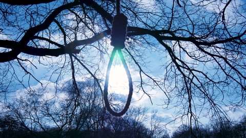 Hangman's knot or noose. Loop, rope hanging from a tree in the forest, blue sky and sun. Seeing hope before commiting suicide. Depression, too much stress, death.