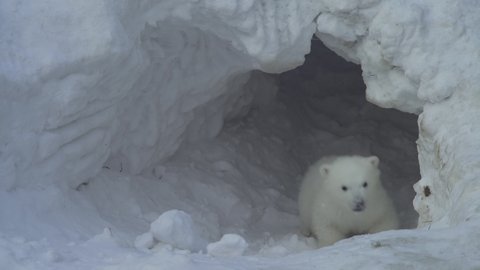 A white bear cub goes out from a lair (flat) Adlı Stok Video