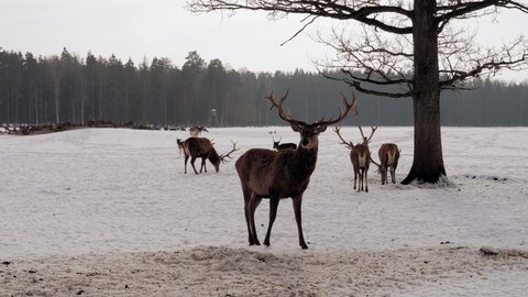 The deer stands looking to the side, outside in the winter season. and in the background a large number of other deer
