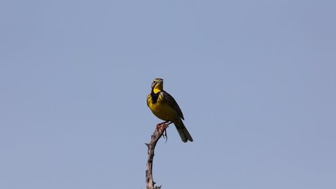 Yellow throated longclaw perched on a branch