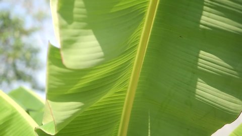 Banana tree with a bunch of bananas and huge green leaves. A bunch of green growing bananas. The concept of organic food.Green tropical banana leaves against blue sky in wind with sun flare