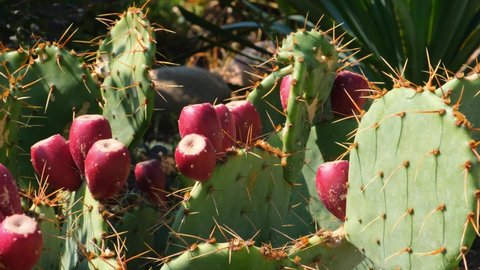 Blooming prickly pear cactus with red flowers