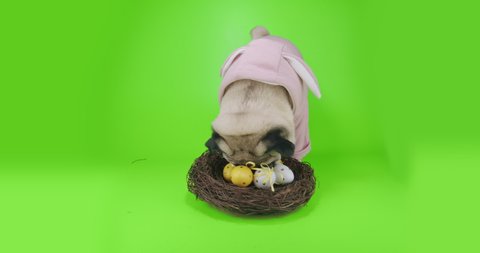 Cute pug dog dressed rabbit costume, funny bunny ears. Green screen. Easter eggs nest holiday symbol decoration, colored eggs basket. Search, prowl, sniff eggs in the nest. Funny dog Easter concept