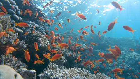 Close up of a big group of orange tropical fishes (Pseudoanthias) swimming actively in the front of a beautiful coral reef