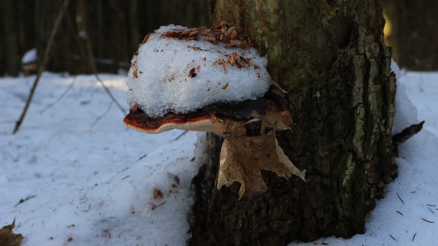 Mushroom on a tree trunk covered with snow. Dry maple leaf swaying in the wind.