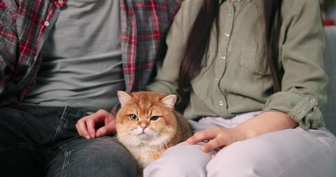 Portrait of Asian cheerful married young couple resting on sofa with cute home pet cat in cozy apartment looking at camera and smiling. Positive emotions, family time together. Love feelings concept
