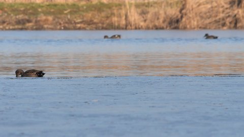 Gadwall ducks in a lake  (Anas strepera)