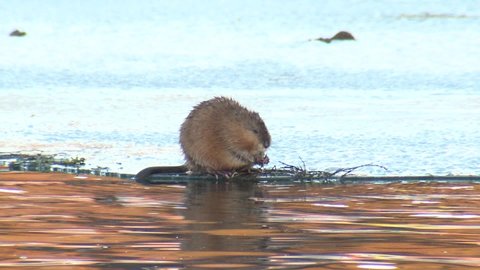American Muskrat Rodent Eating Feeding Chewing in Winter On Ice