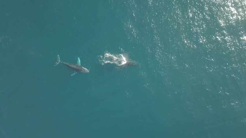 A pod of whales swimming off a NSW beach