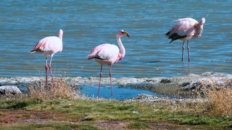 Bolivian lake and flamingos. Flamingos (Phoenicoparrus jamesi) graze on the lake in Bolivia
