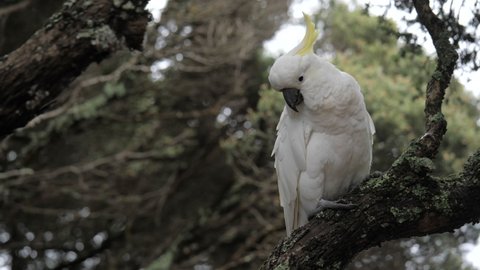 SLOW MOTION Sulphur Crested Cockatoo Sitting On Branch Of Moonah Tree