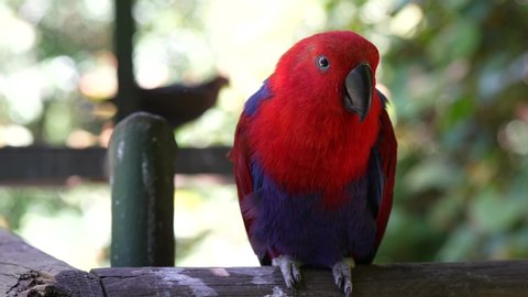 Eclectus parrot in jungle - SLOW MOTION
