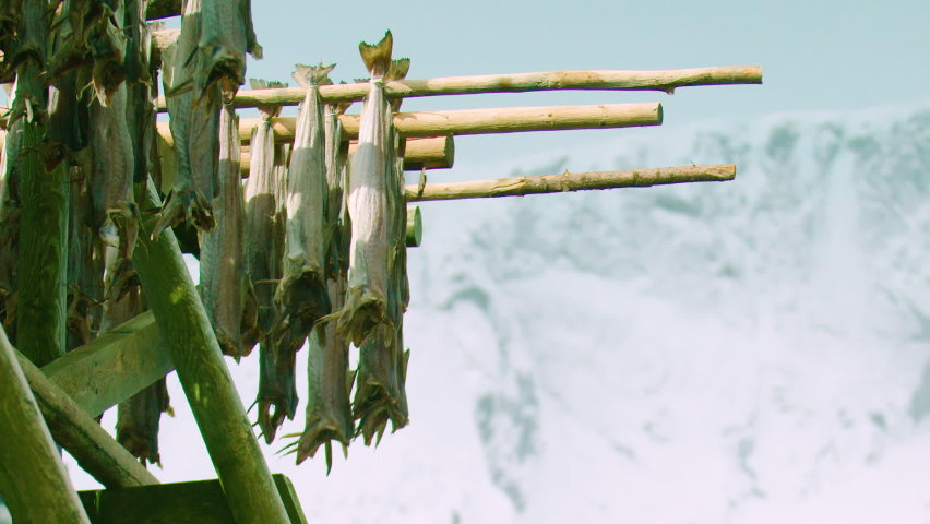 Stockfish swing gently in the breeze as they air dry. Reine, Lofoten Islands, Norway