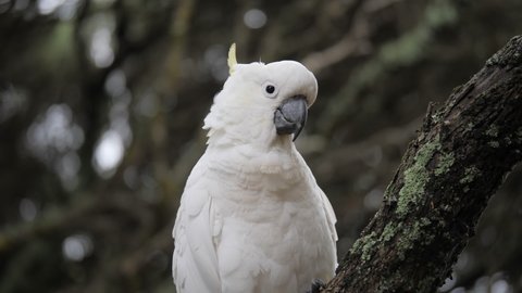 SLOW MOTION Sulphur Crested Cockatoo Perched Looks Curious
