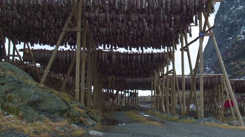 TRACKING TILT UP of cod stockfish hanging from wooden frames, Lofoten, Norway