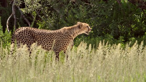 Panning shot of a male Cheetah walking through the long green grass in slow motion, Kgalagadi Transfrontier Park.