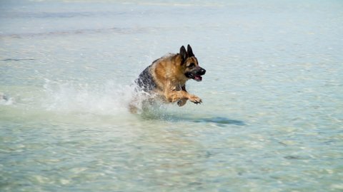 German Shepherd dog running in slow motion in the ocean