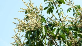 Bouquet of longan flowers that are beginning to bloom on the tree,close up