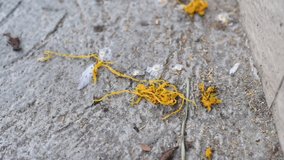 Footage video of black ants helping each other to carrying sweet dessert (it's Golden thread) that falling on the ground to their nest.