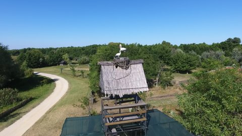 Amazing birds eye view of two black and white cranes sitting and standing in a large nest on a high wooden shed roof in picturesque countryside at a road in summer