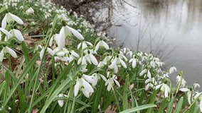 Galanthus - Snowdrops flower blooming with river background