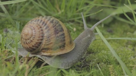 A snail crawls in the grass close-up. Snail in the grass. Helix Aspersa snail in the grass close-up. Beautiful snail in the grass. close-up.