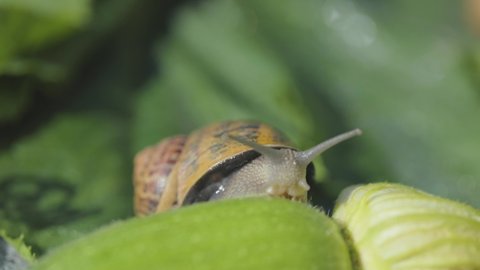 Snail in the garden. Snail farm. Snail on a vegetable marrow close-up. Snail in natural habitat.