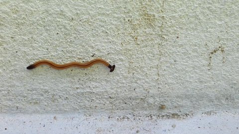 Hammerhead worm moving on cement or cement wall, With head black like hammer axe or an ax and black tail tip, body brown with black stripe in middle along the longitudinal center.