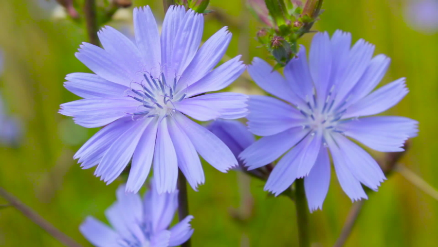 Chicory Plant Wild Chicory Plant Blooms の動画素材 ロイヤリティフリー Shutterstock